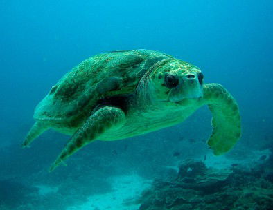 Snorkel Safari Brisbane - Hobart Tourism 4