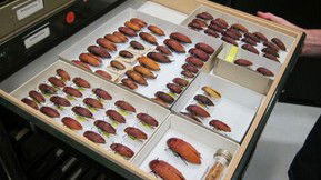 Western Australian Museum - Tourism TAS 1