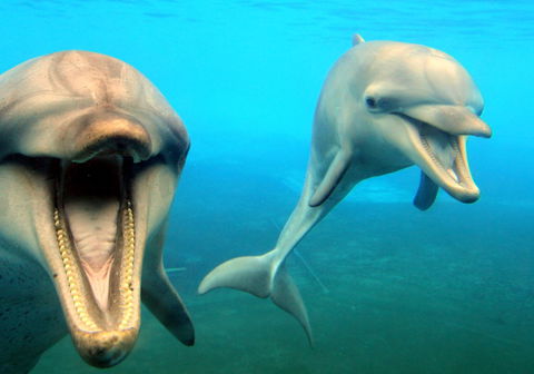 Dolphin Marine Magic - Hobart Tourism 1