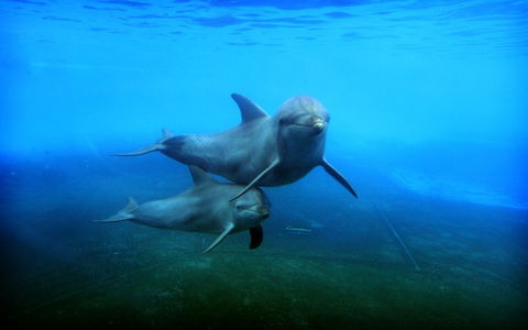 Dolphin Marine Magic - Hobart Tourism 4