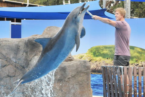 Dolphin Marine Magic - Hobart Tourism 7