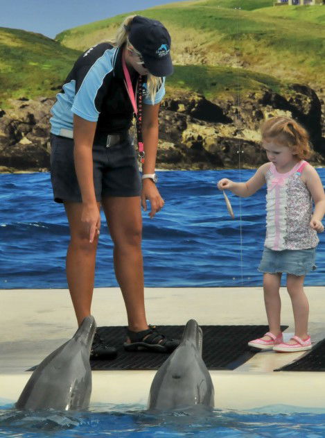 Dolphin Marine Magic - Hobart Tourism 10
