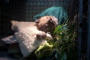 Jirrahlinga Koala & Wildlife Sanctuary - Tourism TAS 3