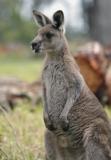 Jirrahlinga Koala & Wildlife Sanctuary - Tourism TAS 4