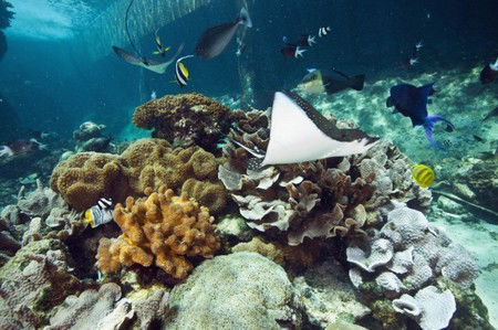 Reef HQ Great Barrier Reef Aquarium - Tourism TAS 3