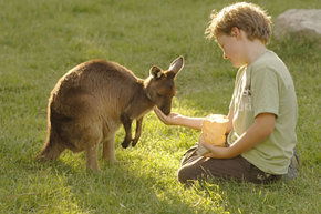 Cleland Wildlife Park - Tourism TAS 4