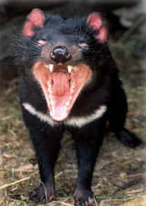 Zoo Doo Wildlife Park - Hobart Tourism 4