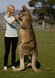 Zoo Doo Wildlife Park - Hobart Tourism 5
