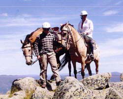 High Country Horses - Tourism TAS 3