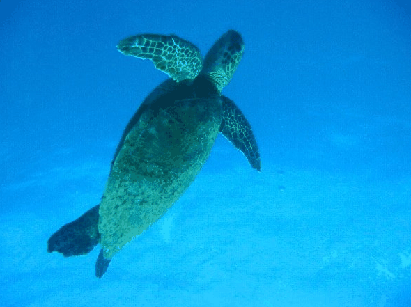 Redcliffe QLD Tourism TAS