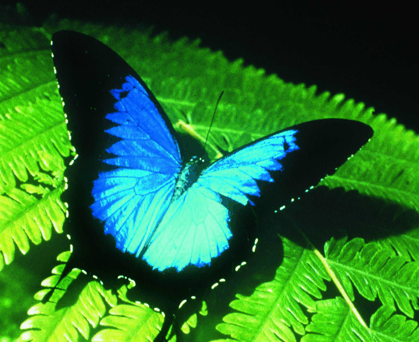 Australian Butterfly Sanctuary - Tourism TAS