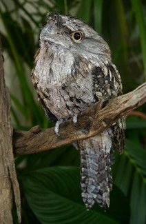 Currumbin Wildlife Sanctuary - Hobart Tourism 2