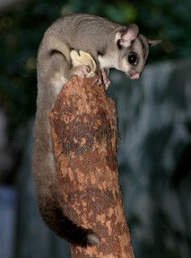 Currumbin Wildlife Sanctuary - Hobart Tourism 3