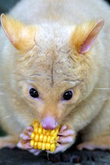 Currumbin Wildlife Sanctuary - Hobart Tourism 4