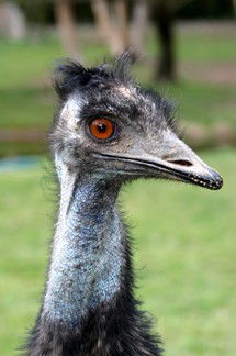 Currumbin Wildlife Sanctuary - Hobart Tourism 5