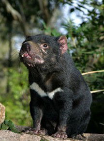 Currumbin Wildlife Sanctuary - Hobart Tourism 7