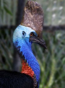 Currumbin Wildlife Sanctuary - Hobart Tourism 8