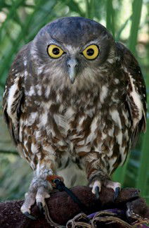 Currumbin Wildlife Sanctuary - Hobart Tourism 9