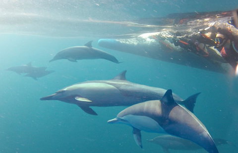 Dolphin Swim Australia - Tourism TAS 5