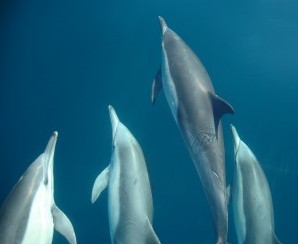 Dolphin Swim Australia - Tourism TAS 6