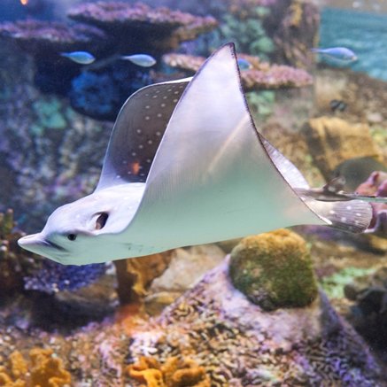 Melbourne Aquarium - Tourism TAS 4