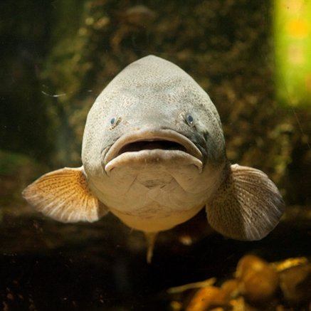 Melbourne Aquarium - Tourism TAS 5