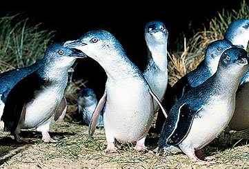 Bunyip Tours - Tourism TAS 4