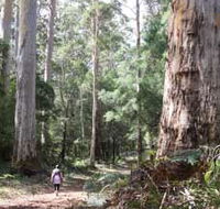 Warren River Loop Walk - Tourism TAS
