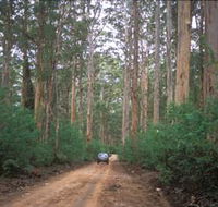 Boranup Drive - Tourism TAS