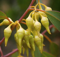 Mount Short Scenic Drive - Tourism TAS