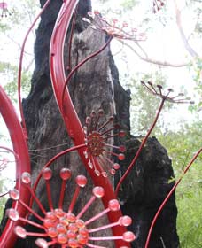 Boorara Brook WA Tourism TAS