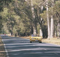 Ludlow Tuart Forest - Tourism TAS