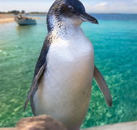 Penguin Island - Tourism TAS