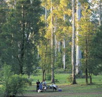 Big Brook Arboretum - Tourism TAS
