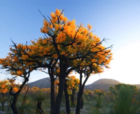 Cape Le Grand National Park - Tourism TAS 0