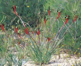 Kalbarri Wildflower Centre - Tourism TAS 0