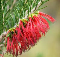 Ethel Daw Scenic Drive - Tourism TAS