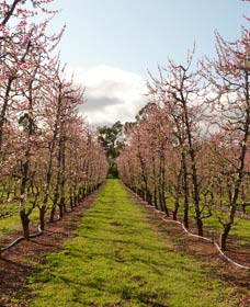 Raeburn Orchards - Tourism TAS 0