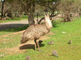 Minlaton SA Hobart Tourism