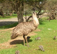 Minlaton Fauna Park - Hobart Tourism