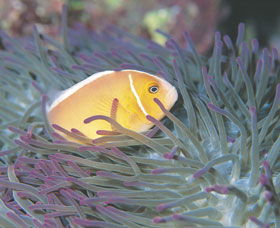 Rowley Shoals - Hobart Tourism 0