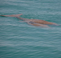 Dugongs - Tourism TAS