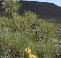 Lesueur Walk Trail Mount Lesueur - Tourism TAS
