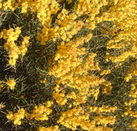 Dalwallinu Remnant Bushland - Tourism TAS