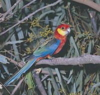 King River - Tourism TAS