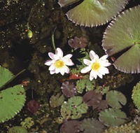 Parry Lagoons Nature Reserve - Tourism TAS