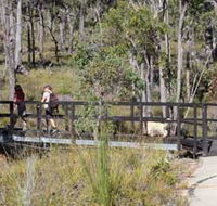 Forest Path Crooked Brook - Tourism TAS