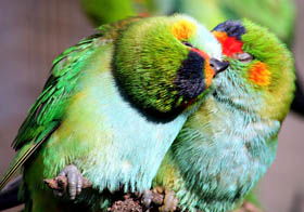 Rainbow Jungle - The Australian Parrot Breeding Centre - Tourism TAS 0