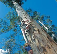 Dave Evans Bicentennial Tree - Tourism TAS