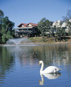 White Swans - Tourism TAS 0
